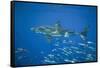 Great White Shark-DLILLC-Framed Stretched Canvas