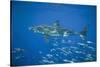 Great White Shark-DLILLC-Stretched Canvas