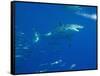Great White Shark-DLILLC-Framed Stretched Canvas