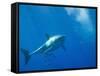 Great White Shark-DLILLC-Framed Stretched Canvas