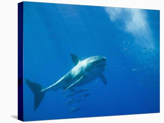 Great White Shark-DLILLC-Stretched Canvas