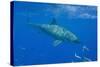 Great White Shark-DLILLC-Stretched Canvas