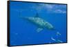 Great White Shark-DLILLC-Framed Stretched Canvas