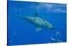 Great White Shark-DLILLC-Stretched Canvas