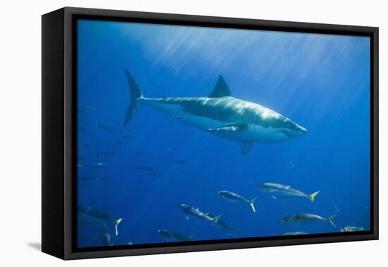 Great White Shark-DLILLC-Framed Stretched Canvas