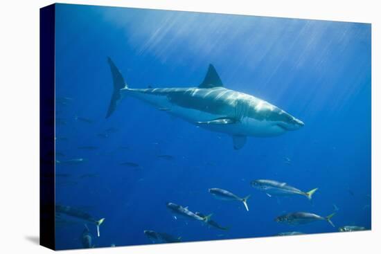 Great White Shark-DLILLC-Stretched Canvas