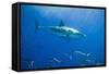 Great White Shark-DLILLC-Framed Stretched Canvas