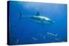 Great White Shark-DLILLC-Stretched Canvas