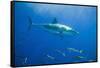 Great White Shark-DLILLC-Framed Stretched Canvas