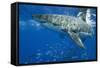 Great White Shark-DLILLC-Framed Stretched Canvas