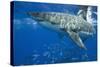 Great White Shark-DLILLC-Stretched Canvas