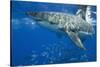 Great White Shark-DLILLC-Stretched Canvas