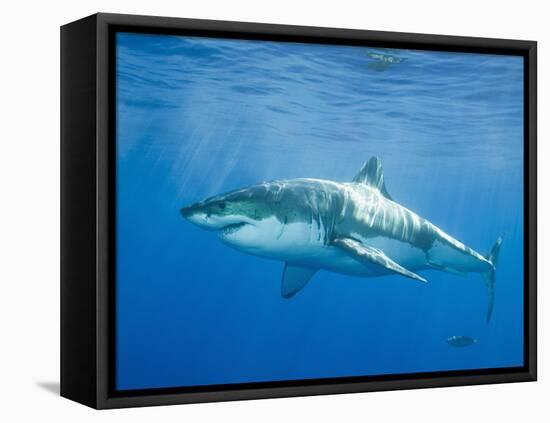 Great White Shark-DLILLC-Framed Stretched Canvas