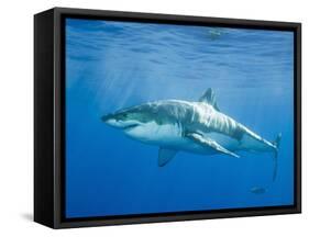 Great White Shark-DLILLC-Framed Stretched Canvas