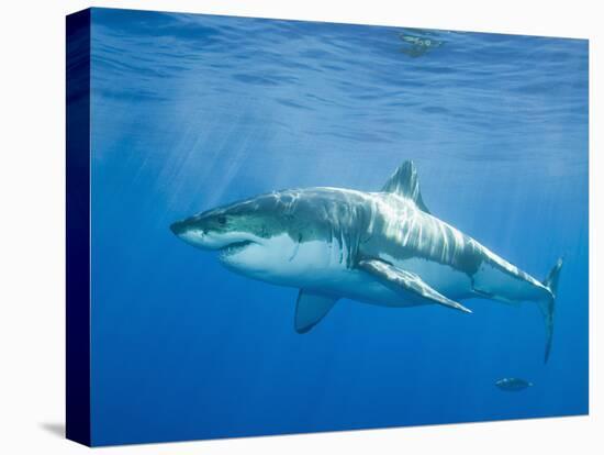 Great White Shark-DLILLC-Stretched Canvas