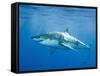 Great White Shark-DLILLC-Framed Stretched Canvas