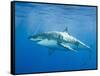 Great White Shark-DLILLC-Framed Stretched Canvas