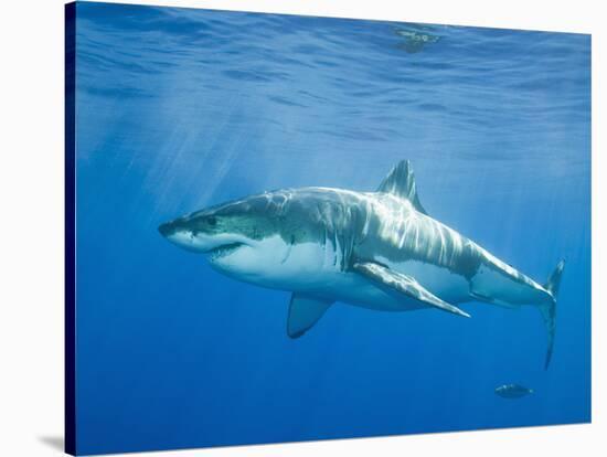 Great White Shark-DLILLC-Stretched Canvas