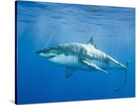 Great White Shark-DLILLC-Stretched Canvas