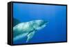 Great White Shark-DLILLC-Framed Stretched Canvas