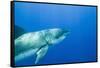 Great White Shark-DLILLC-Framed Stretched Canvas