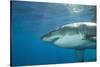 Great White Shark-DLILLC-Stretched Canvas