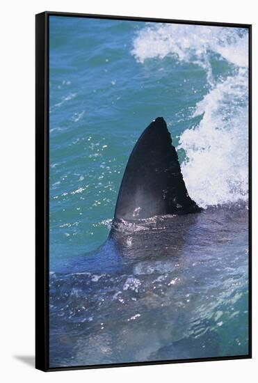 Great White Shark-DLILLC-Framed Stretched Canvas