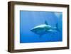 Great White Shark-DLILLC-Framed Premium Photographic Print