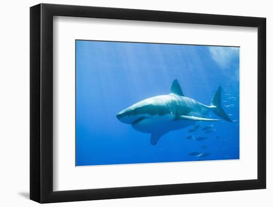 Great White Shark-DLILLC-Framed Premium Photographic Print