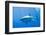 Great White Shark-DLILLC-Framed Premium Photographic Print