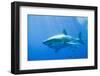 Great White Shark-DLILLC-Framed Premium Photographic Print