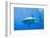 Great White Shark-DLILLC-Framed Premium Photographic Print