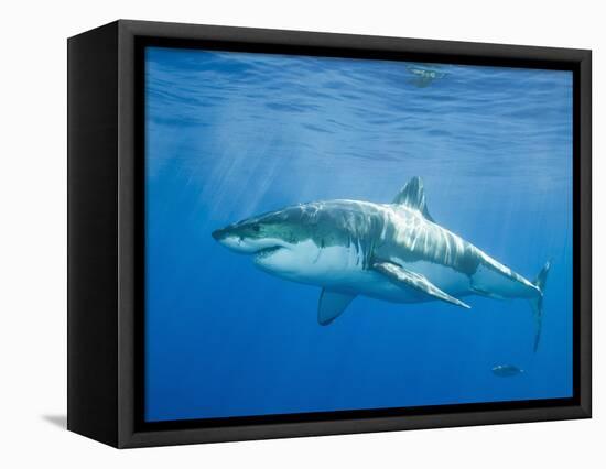 Great White Shark-DLILLC-Framed Stretched Canvas