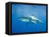 Great White Shark-DLILLC-Framed Stretched Canvas