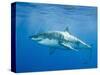 Great White Shark-DLILLC-Stretched Canvas