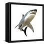 Great White Shark-null-Framed Stretched Canvas