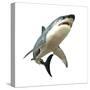 Great White Shark-null-Stretched Canvas