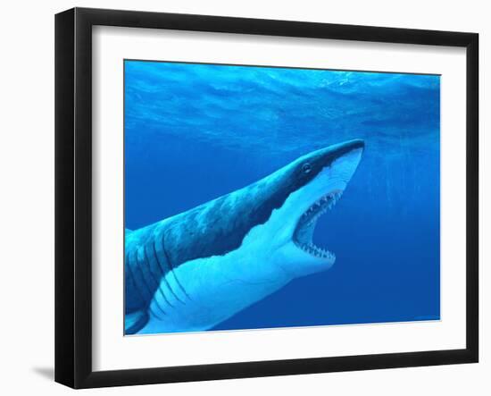 Great White Shark-Chris Butler-Framed Photographic Print