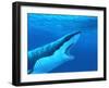 Great White Shark-Chris Butler-Framed Photographic Print