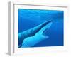 Great White Shark-Chris Butler-Framed Photographic Print