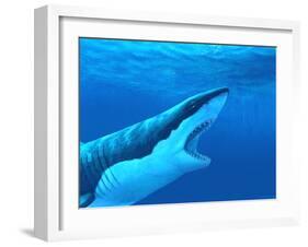 Great White Shark-Chris Butler-Framed Photographic Print