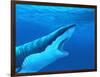 Great White Shark-Chris Butler-Framed Photographic Print