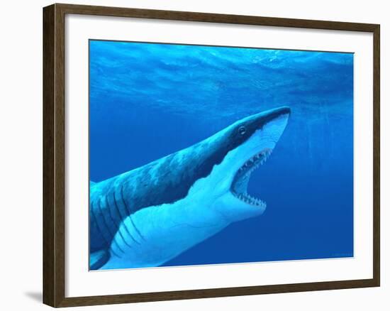 Great White Shark-Chris Butler-Framed Photographic Print