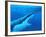 Great White Shark-Chris Butler-Framed Photographic Print