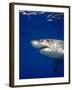 Great White Shark-Stephen Frink-Framed Photographic Print