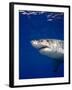 Great White Shark-Stephen Frink-Framed Photographic Print