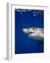 Great White Shark-Stephen Frink-Framed Photographic Print