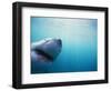 Great White Shark-Stuart Westmorland-Framed Photographic Print