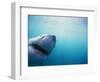 Great White Shark-Stuart Westmorland-Framed Photographic Print