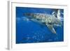 Great White Shark-DLILLC-Framed Photographic Print